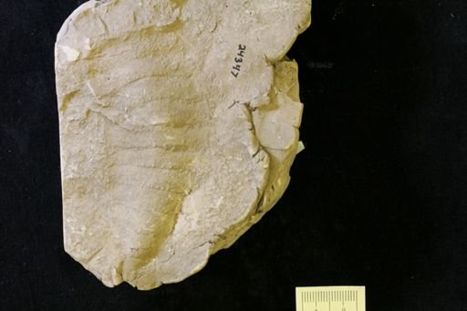 Eurypterus beecheri
