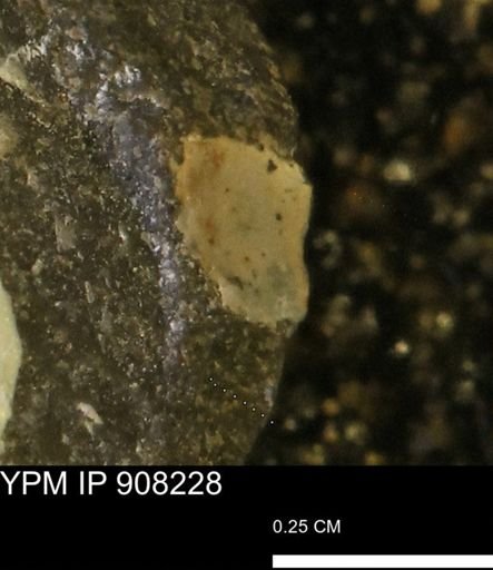 undet. Mollusca