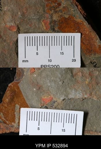 Stylophora?