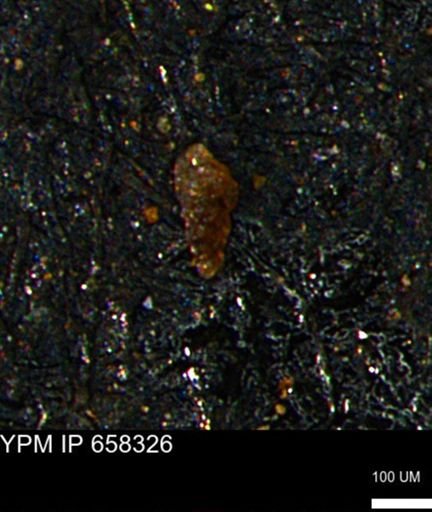 Verneuilinoides kansasensis