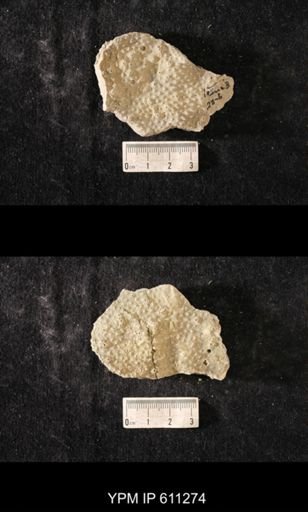 Heterotrypa frondosa