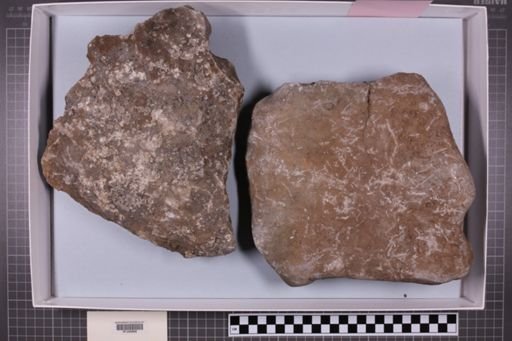 mixed taxa, stratigraphic collection