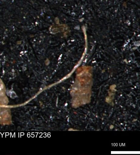 Ammobaculites petilus