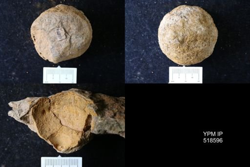 undet. Echinodermata
