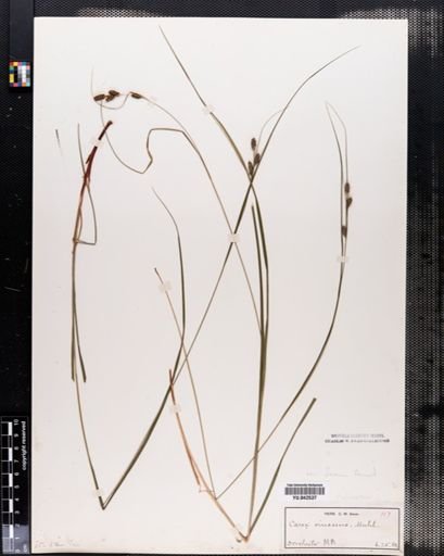 Carex virescens