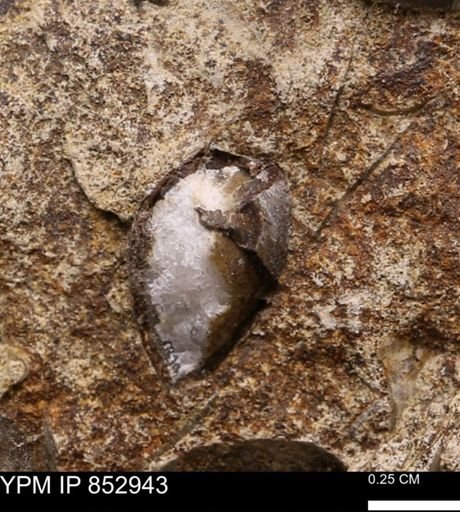 Limopsis? striatopunctatus