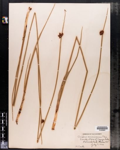 Scirpus americanus