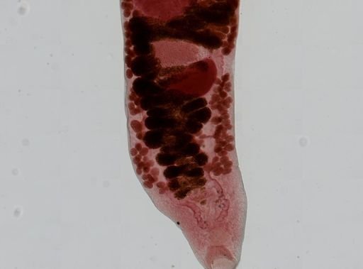 Haematoloechus medioplexus