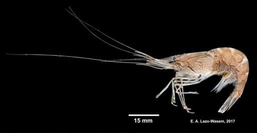 Palaemon macrodactylus