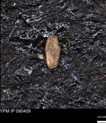 Miliammina manitobensis