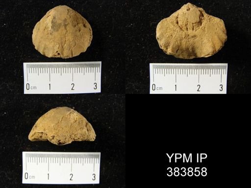 Eatonia medialis