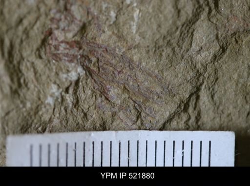 undet. Arthropoda