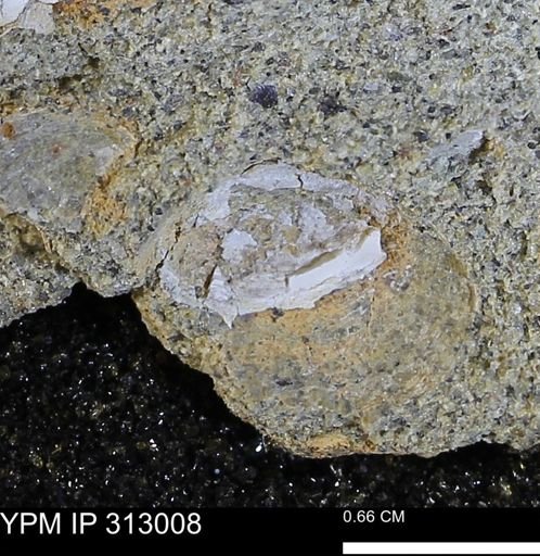 Corbicula