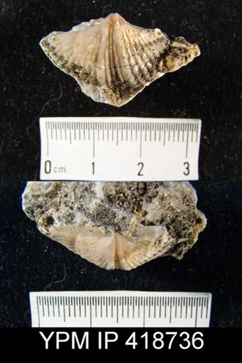 Anthracospirifer sp.