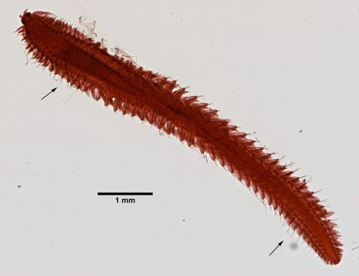 Syllidae