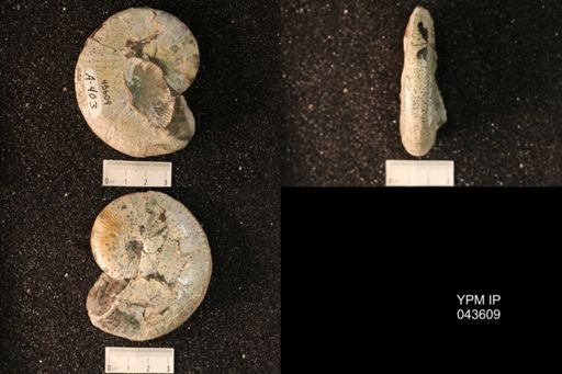 Hoploscaphites nicolletii