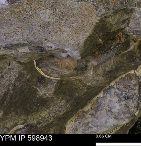 undet. Mollusca