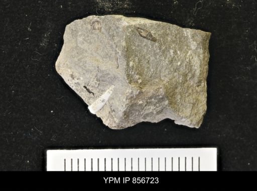 undet. Scaphopoda