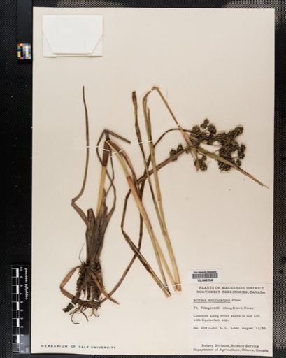 Scirpus microcarpus