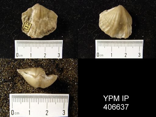Eospirifer sp.