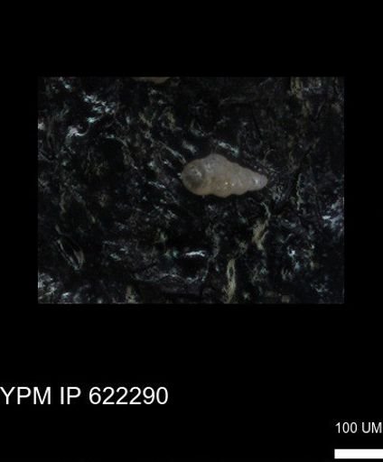 undet. Heterohelicidae