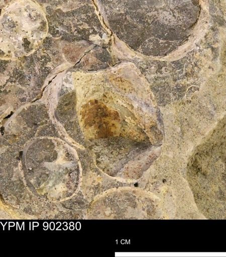 undet. Mollusca