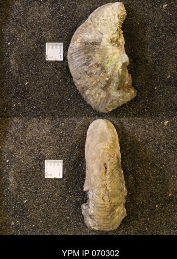 Jeletzkytes sp.