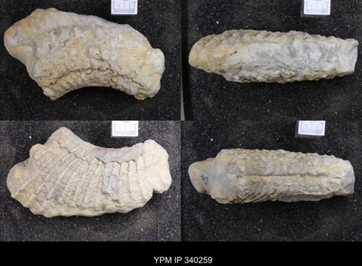 Oxytropidoceras?