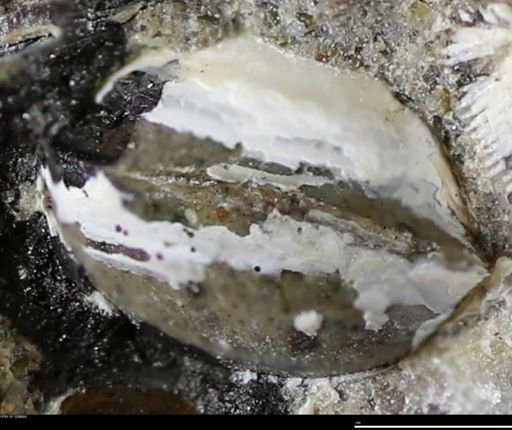 Corbulamella gregaria