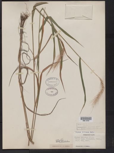 Elymus villosus