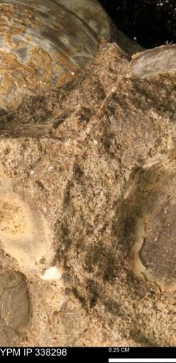 undet. Bivalvia
