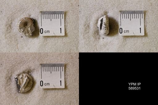 undet. Scaphitidae