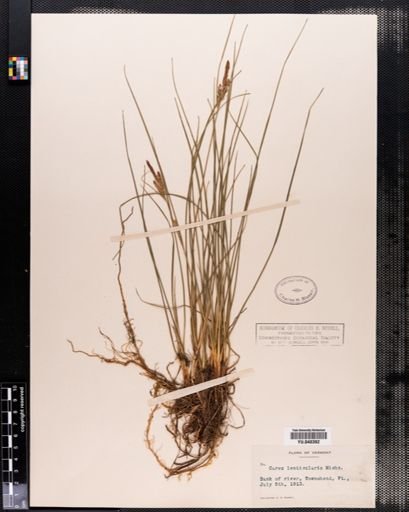Carex lenticularis