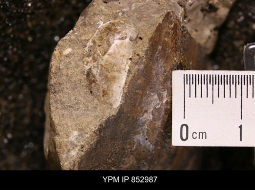 Inoceramus sp.