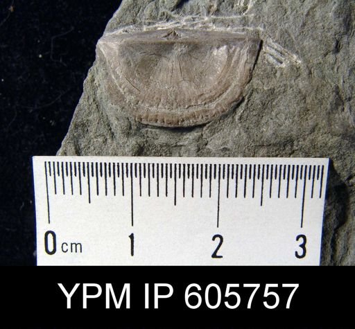 Sowerbyites sp.