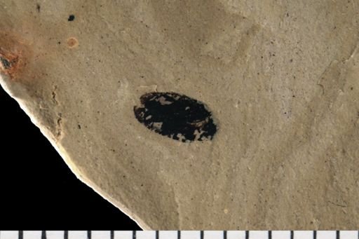 Coleoptera
