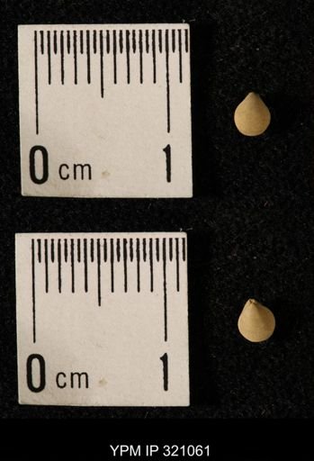 Dielasma elongatum