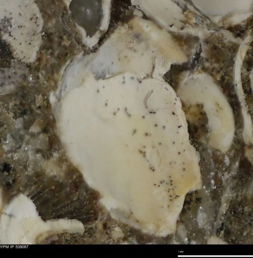undet. Bivalvia