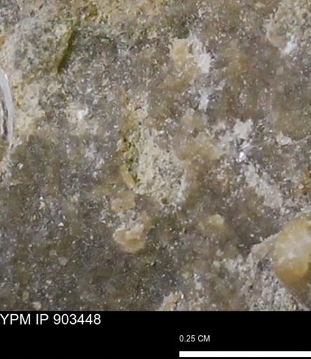 undet. Mollusca