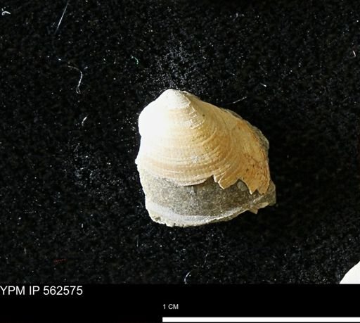 Limopsis striatopunctatus