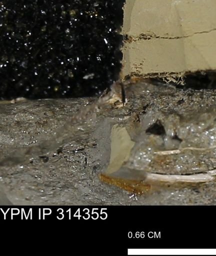 undet. Mollusca