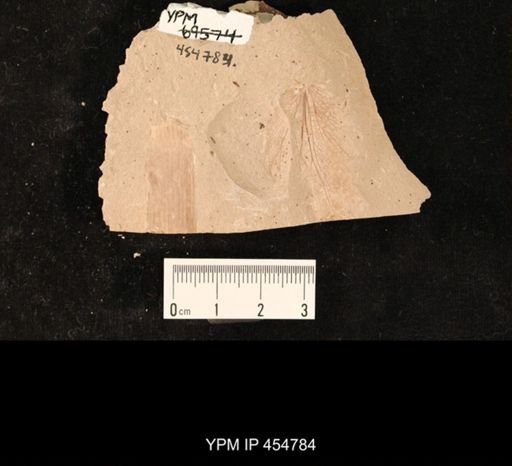 Fulgoridae