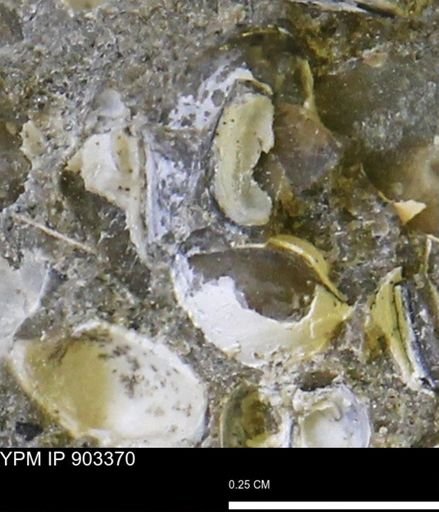 undet. Mollusca