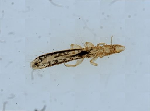 Columbicola columbae