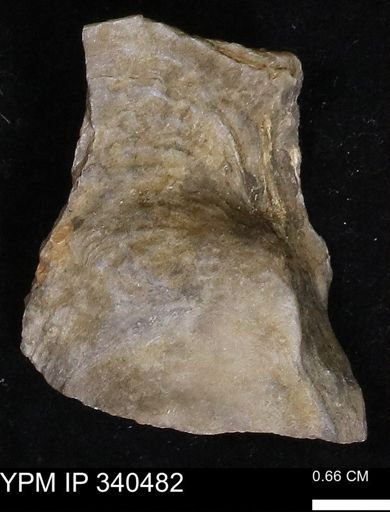 Ostrea glabra