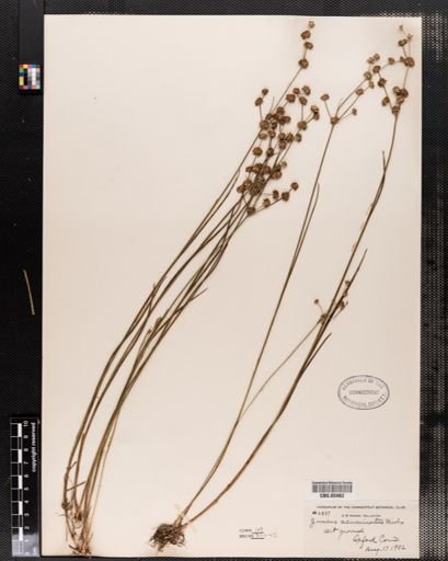 Juncus