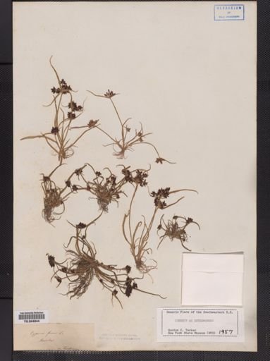 Cyperus fuscus