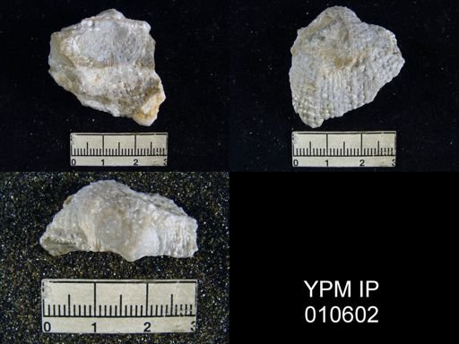 Productus ivesi