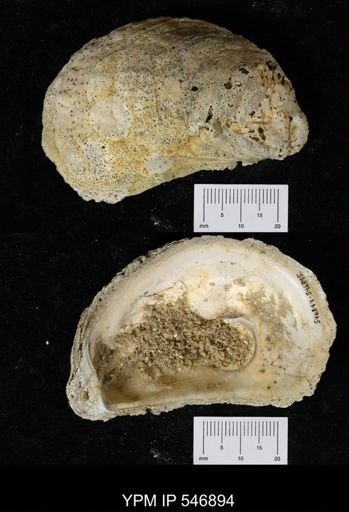 Ostrea virginiana