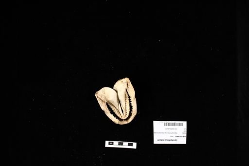 Carcharhinus milberti